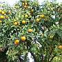 oranges amères